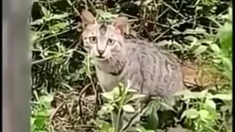 😂🐱 Watch This Confused Cat's Hilarious Reaction! | FunFM