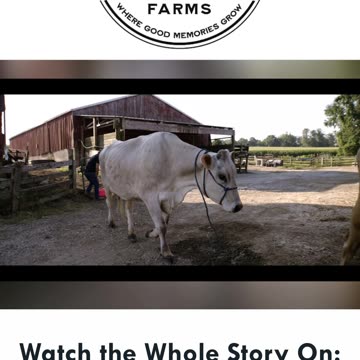 LCF | Barbara's Story: A Warner Cow Documentary | Clip 8 🐄