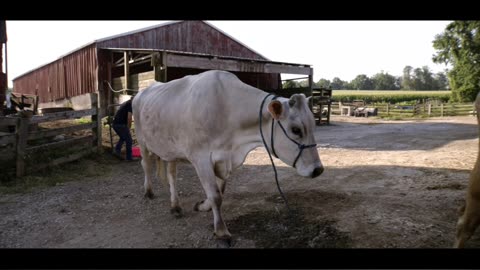 LCF | Barbara's Story: A Warner Cow Documentary | Clip 8 🐄