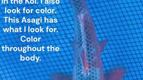 Asagi Koi What I Look For