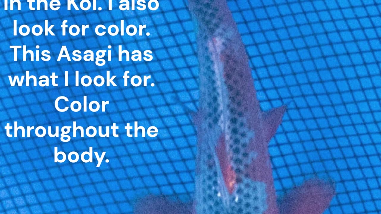 Asagi Koi What I Look For