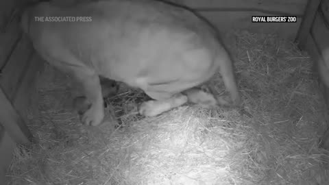 Lion gives birth to three cubs in America