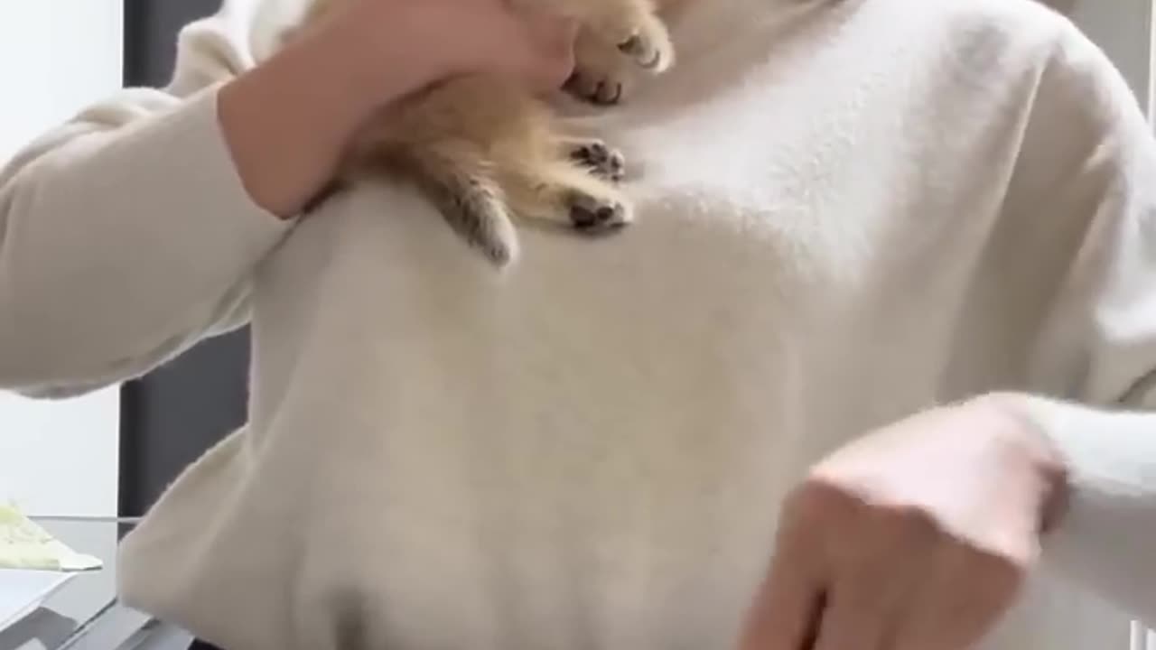funny animal