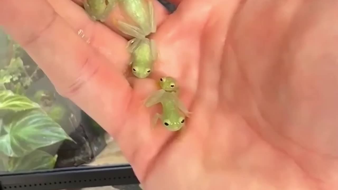 Tiny Frogs on palm