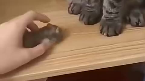 Funny 😂 cat video
