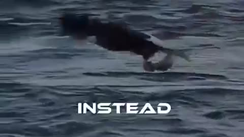 The power of the eagle