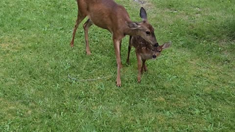 Mom n babies awwwww