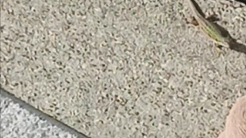 Italian wall lizard