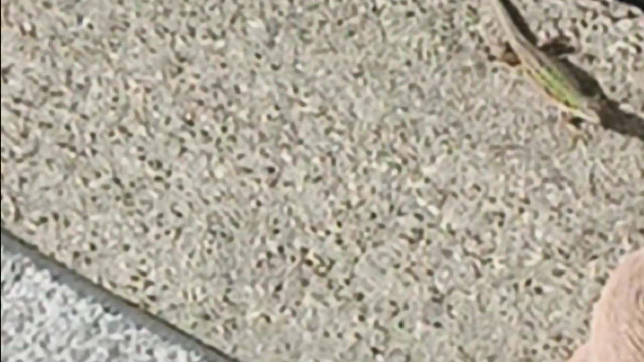 Italian wall lizard