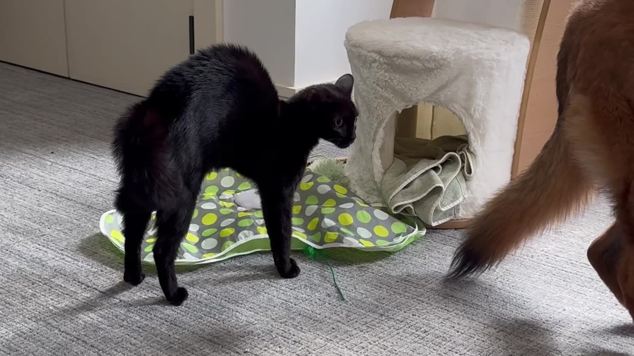 😺🐱 IttyBitty Ferocious Kitty! | FunFM