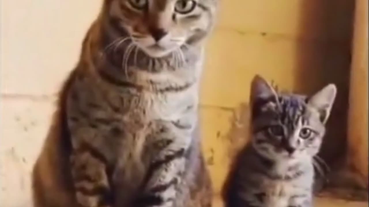 gatos-sincronizados_omundodogato