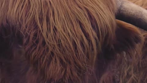 Majestic Highland Cattle in Natural Habitat