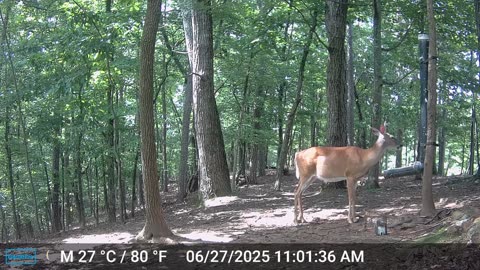 The Woods – 06/28/2025