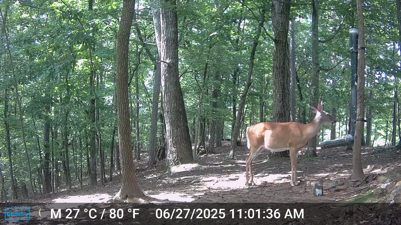 The Woods – 06/28/2025