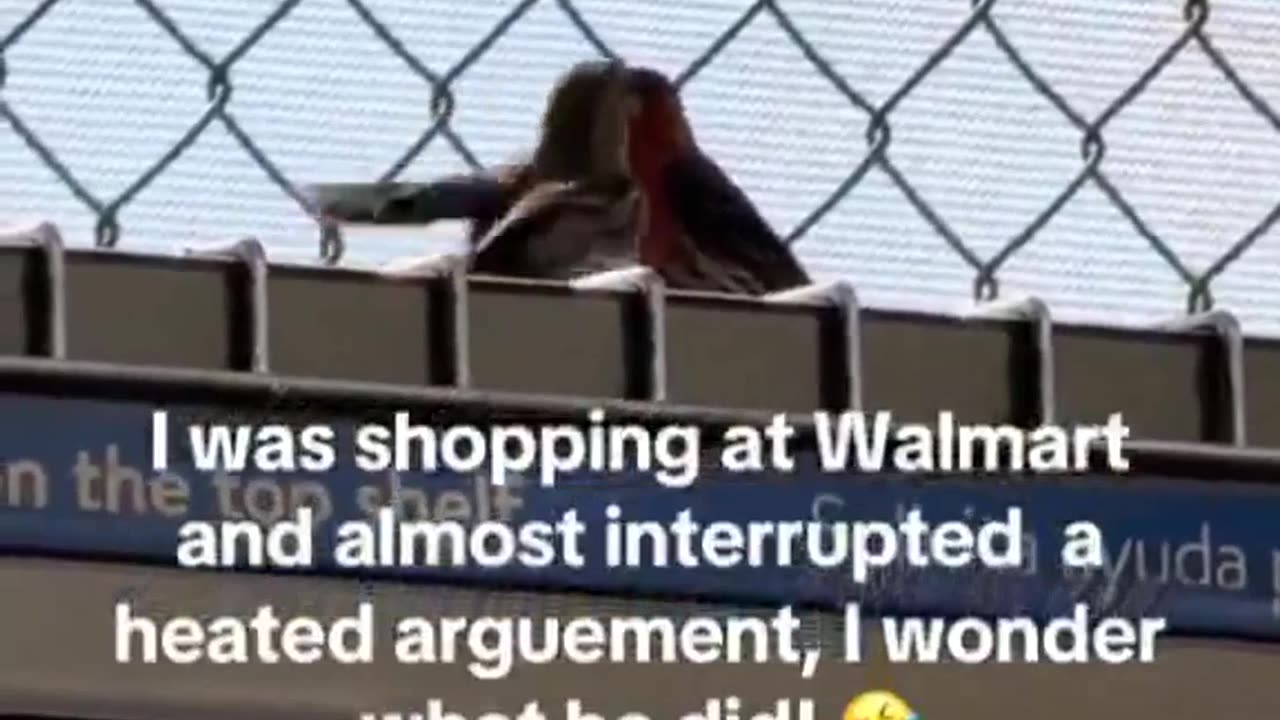 😂🐦 Birds at Walmart Arguing! | FunFM