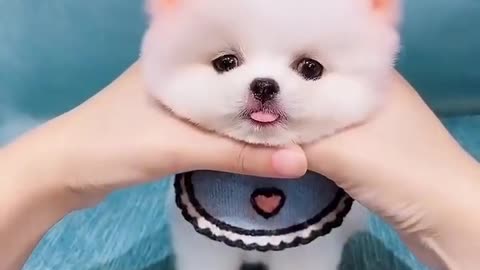 My cute puppy will attract you heart and win your fantasy also