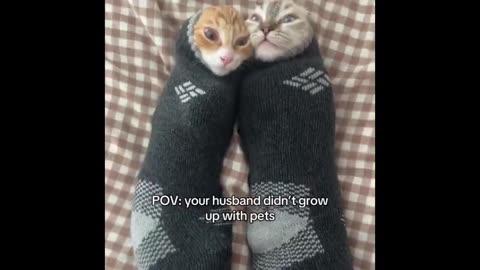 Fuzzy Fiasco Frenzy: Best Cat Laughs of 2025!