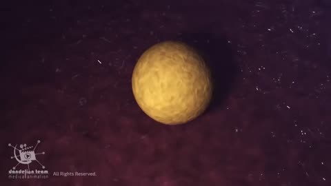 Double fertility of male and female sex