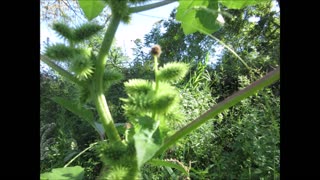 Sticky Seed Pods Cocklebur Arb Sept 2022