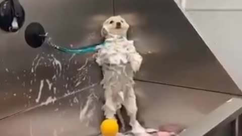 Funny animals 🤣