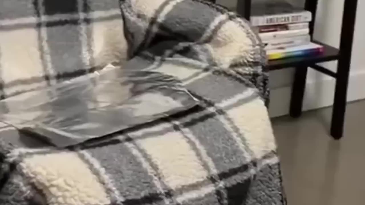 Cats VS Foil