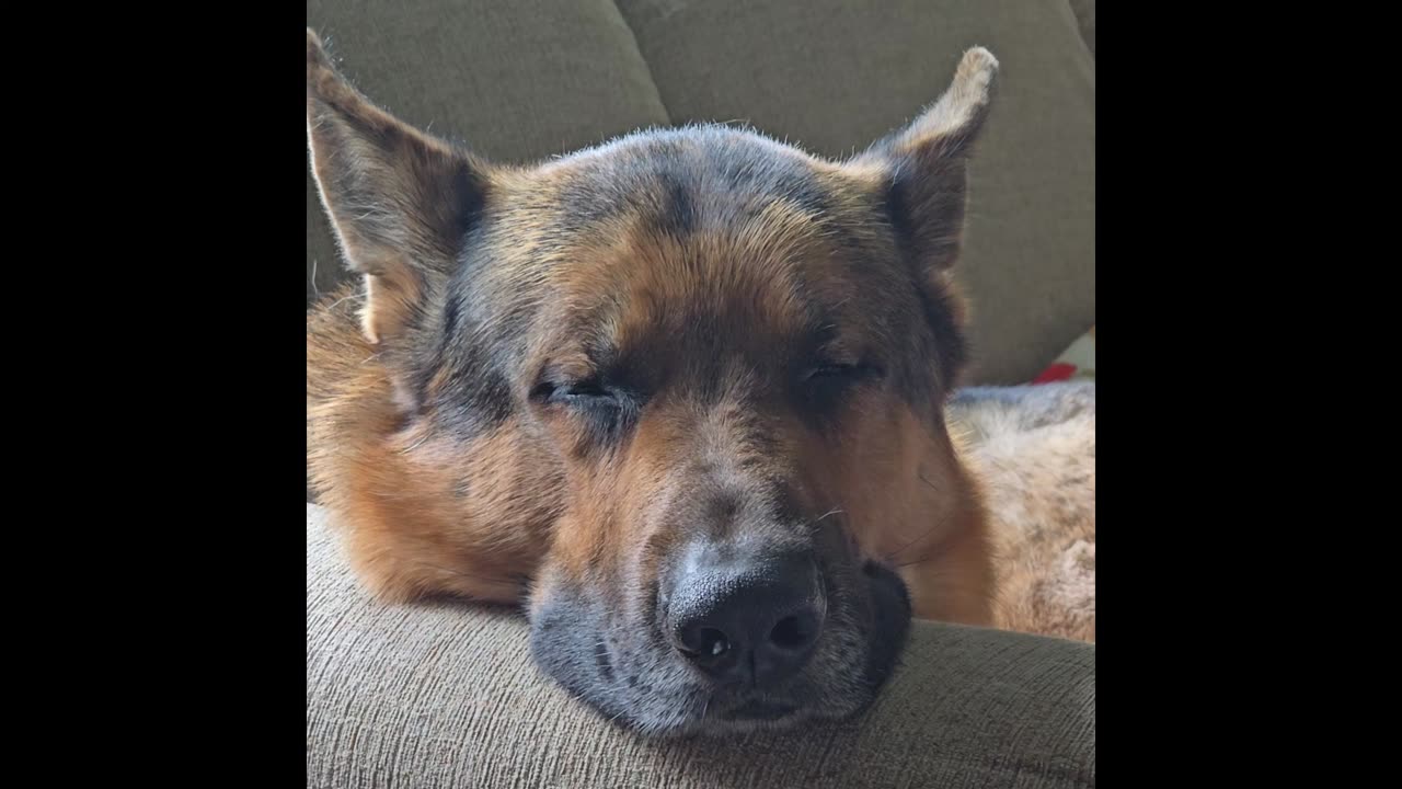 Virgil the sable german shepherd.