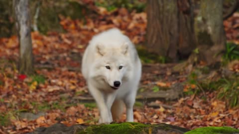 Majestic Wolf in the Wilderness