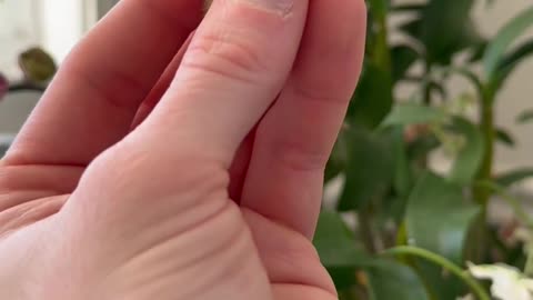 Who needs a baby button quail in their life? 🙋🏻‍♂️🐣