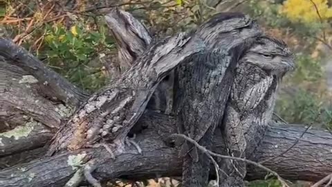 Camoflage