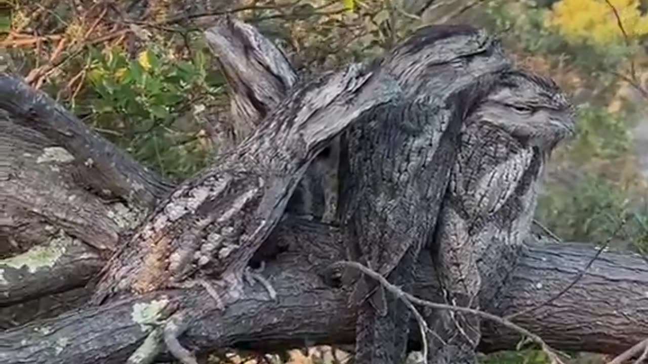 Camoflage