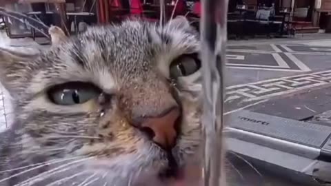 This clip will touch your heart ❤️😺