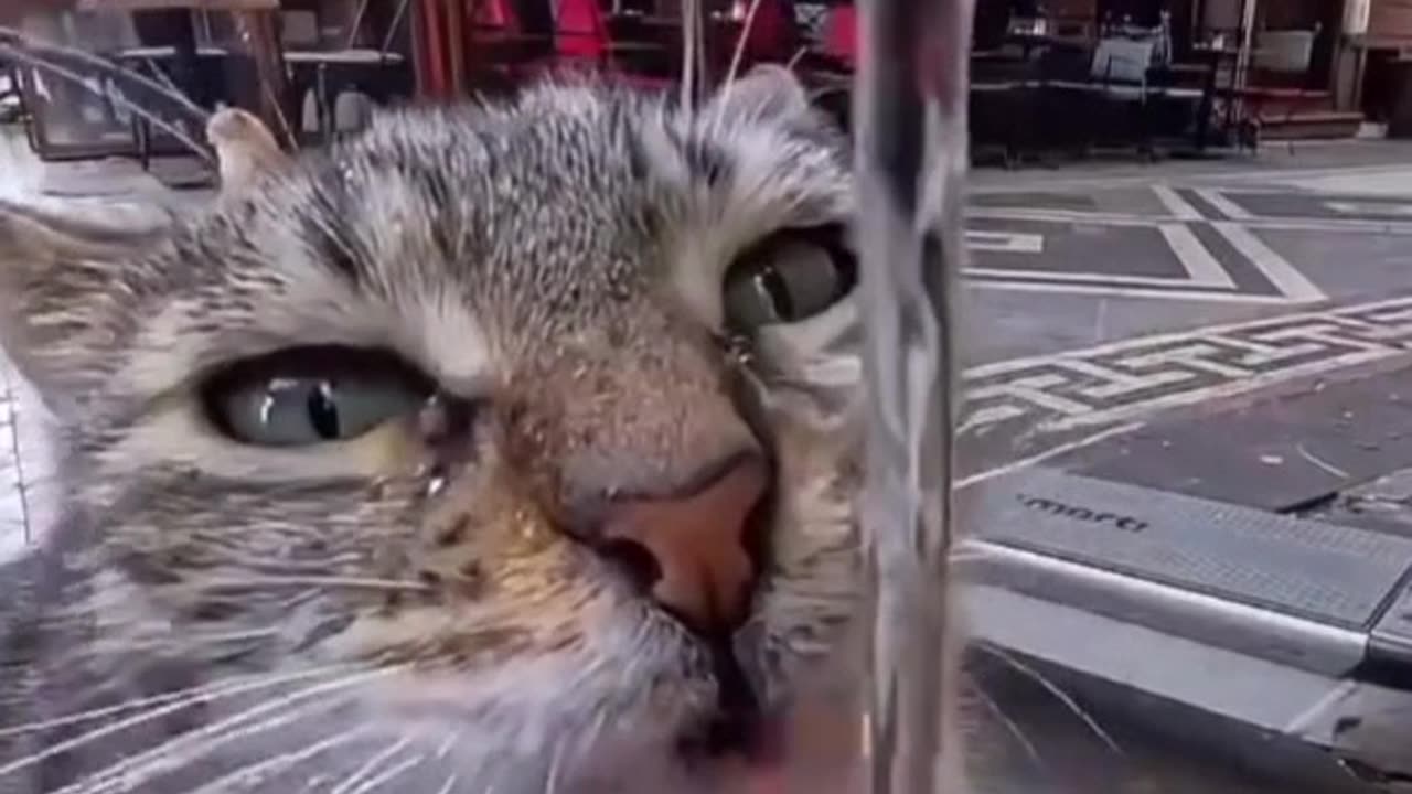 This clip will touch your heart ❤️😺