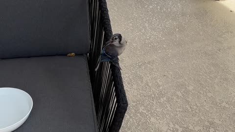 Fledgling Blue Jay Befriends Woman
