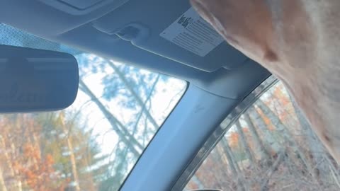 Clever Dog Turns on the Car Light