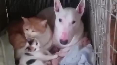 Dogs and cats love