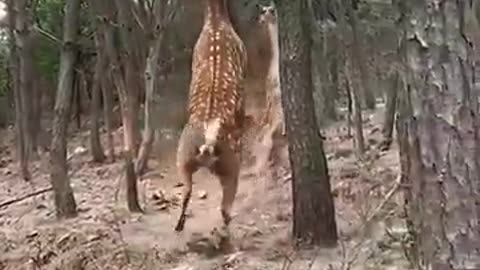 Thats how they fight? 🦌