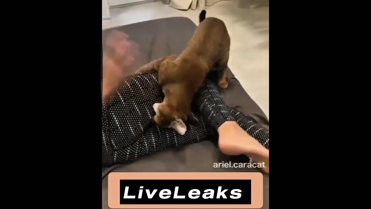 Caught on Camera: Animals vs Humans! Part 2