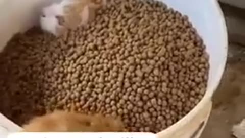 😂😂😂 This Hobbit's Priorities are WILD! Funny Animal Moment! | FunFM