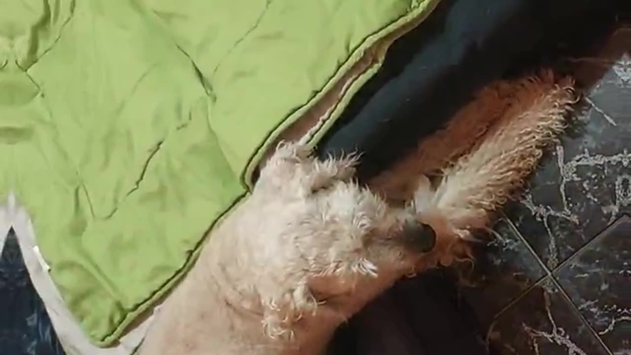 MIS LOLAS TIENESN QUE DESCANSAR
