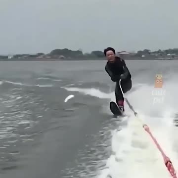 Try Not to Laugh: Funny Animal Moments!