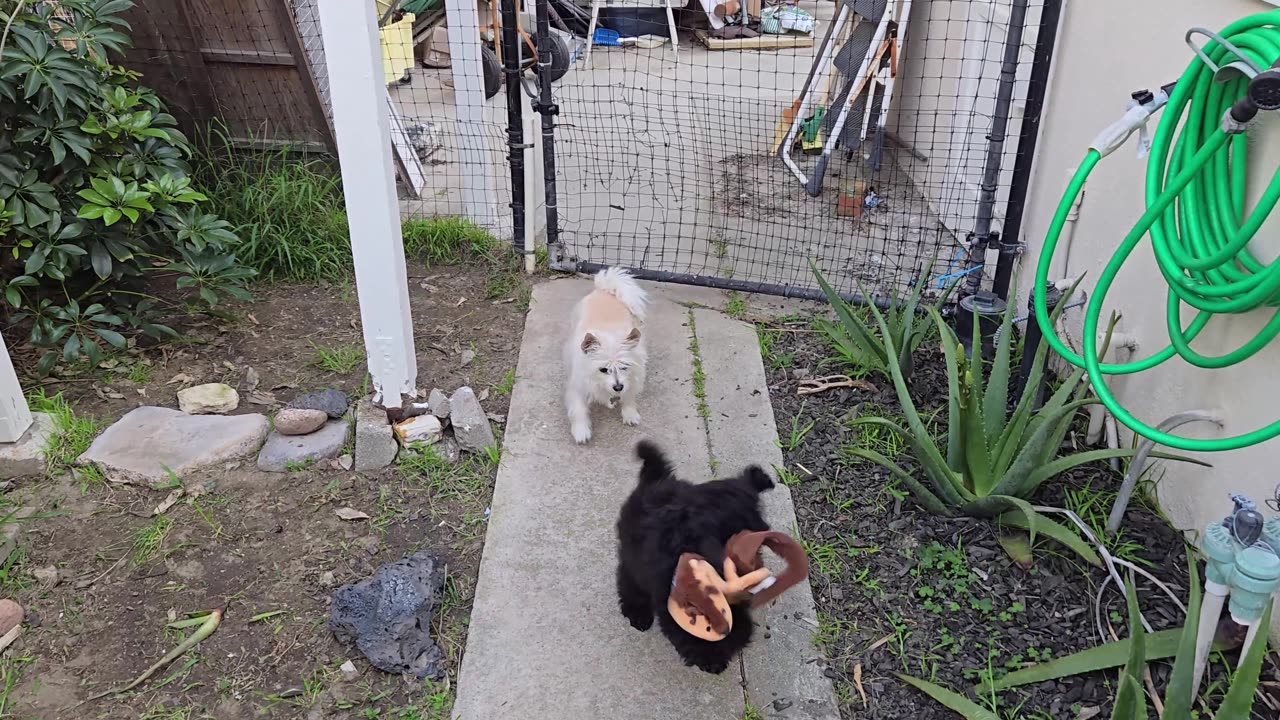 Tug of War