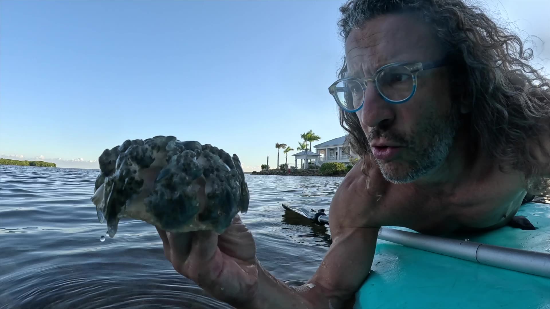 The Cassiopean Upside-Down Jellyfish is ABSOLUTELY AMAZING! Exploring the Florida Keys with Viva!