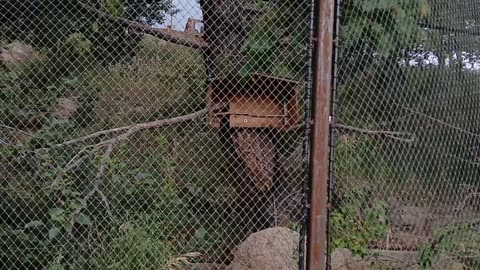 Cheyenne Mountain Zoo Part 7
