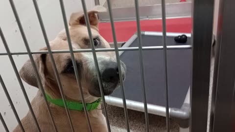 Fawn 2y A856841 kennel 133 PACC shelter she's busy, mouthy with me chewed my fingers202581047