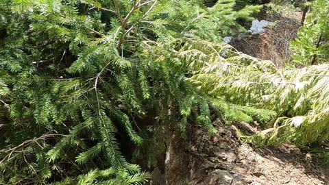 Bigfoot Evidence - forest hiking trail blocked by cedar