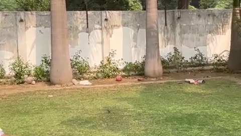 "Catch Practice Cricket Bat | 🏏 Best Cricket Training Bat for Fielding & Reflex"