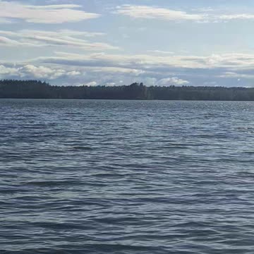 Duck Goes to Sleep in the Reeds: Evening, Early Start Tomorrow for Food!
