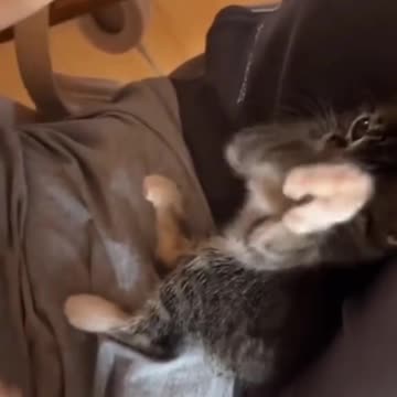 Kitten clapping with its owner بچه گربه‌ای که همراه صاحبش دست میزنه