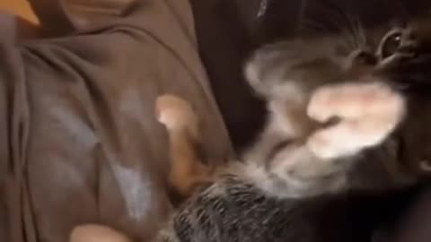 Kitten clapping with its owner بچه گربه‌ای که همراه صاحبش دست میزنه