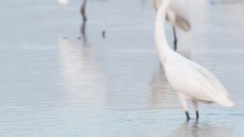 Nature and Animals